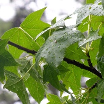 J D Emmanuel - East Texas Rain Forest Music